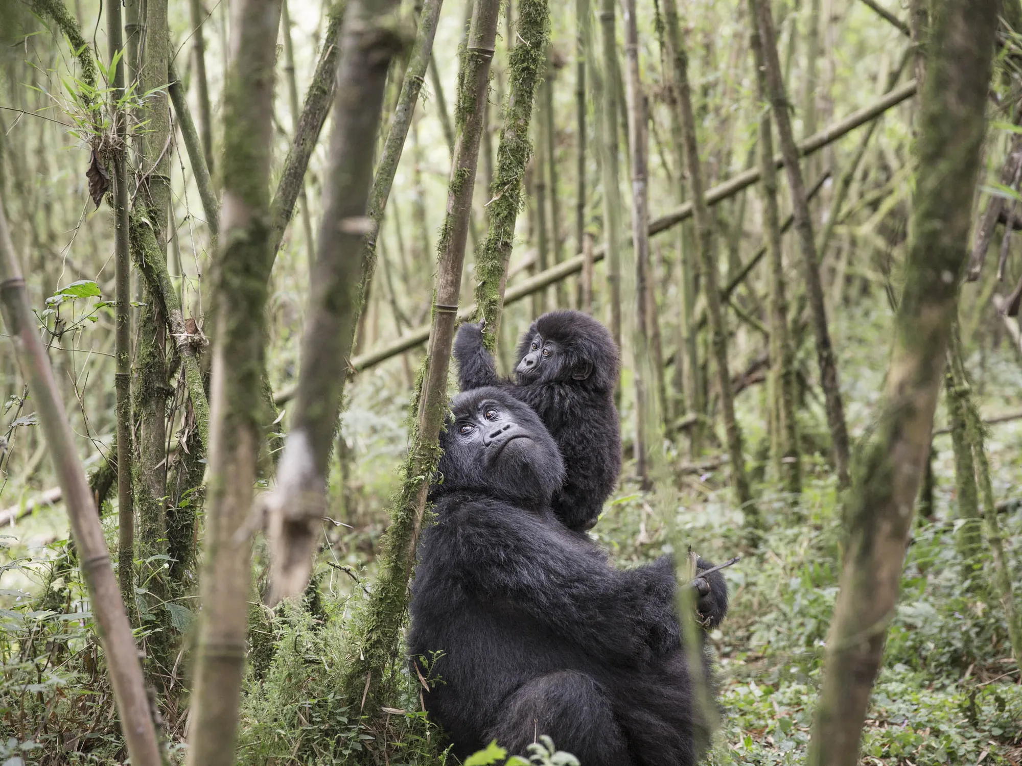 What Is the Difference Between Rwanda and Uganda Gorilla Trekking?