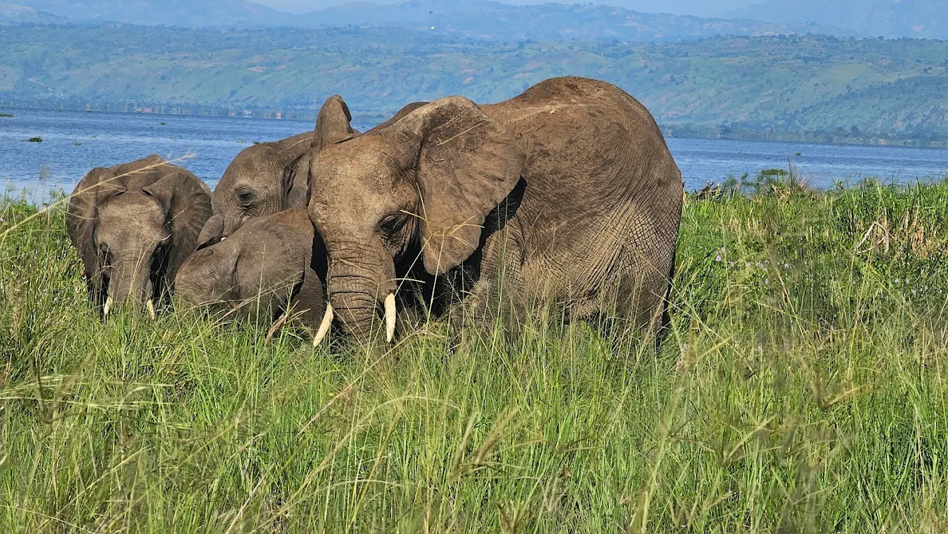 Akagera National Park Safari Rwanda