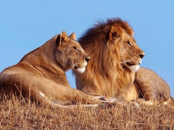 1 Day Akagera Big Five Safari