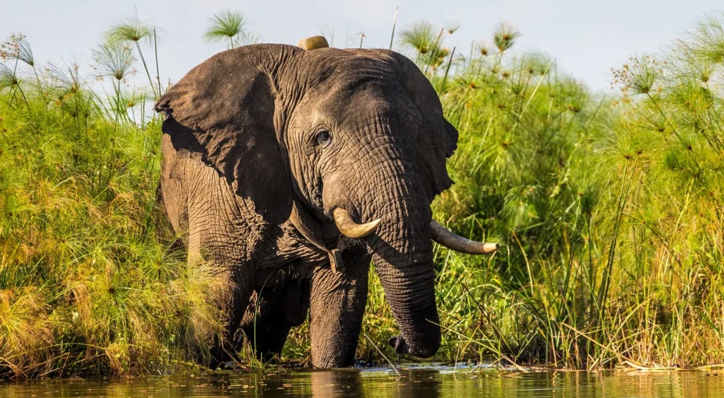 1 Day Akagera Big Five Safari