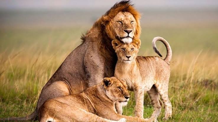 8 Days Luxury Rwanda Safari