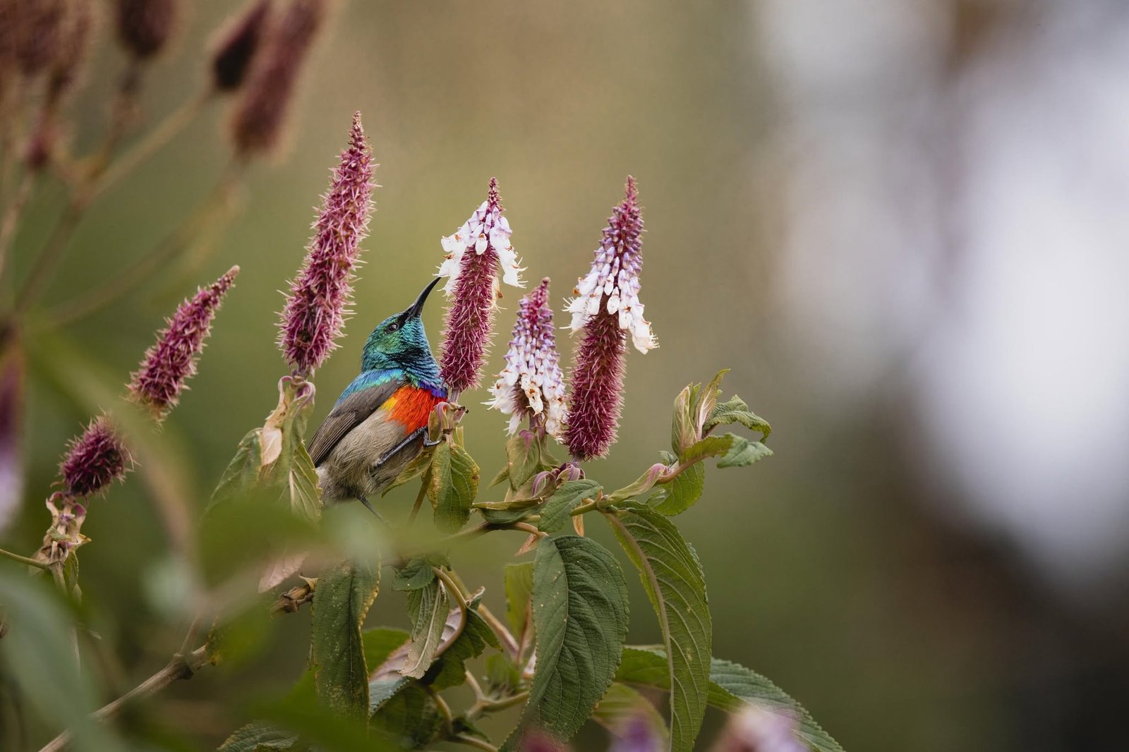 Birding Safari in Rwanda