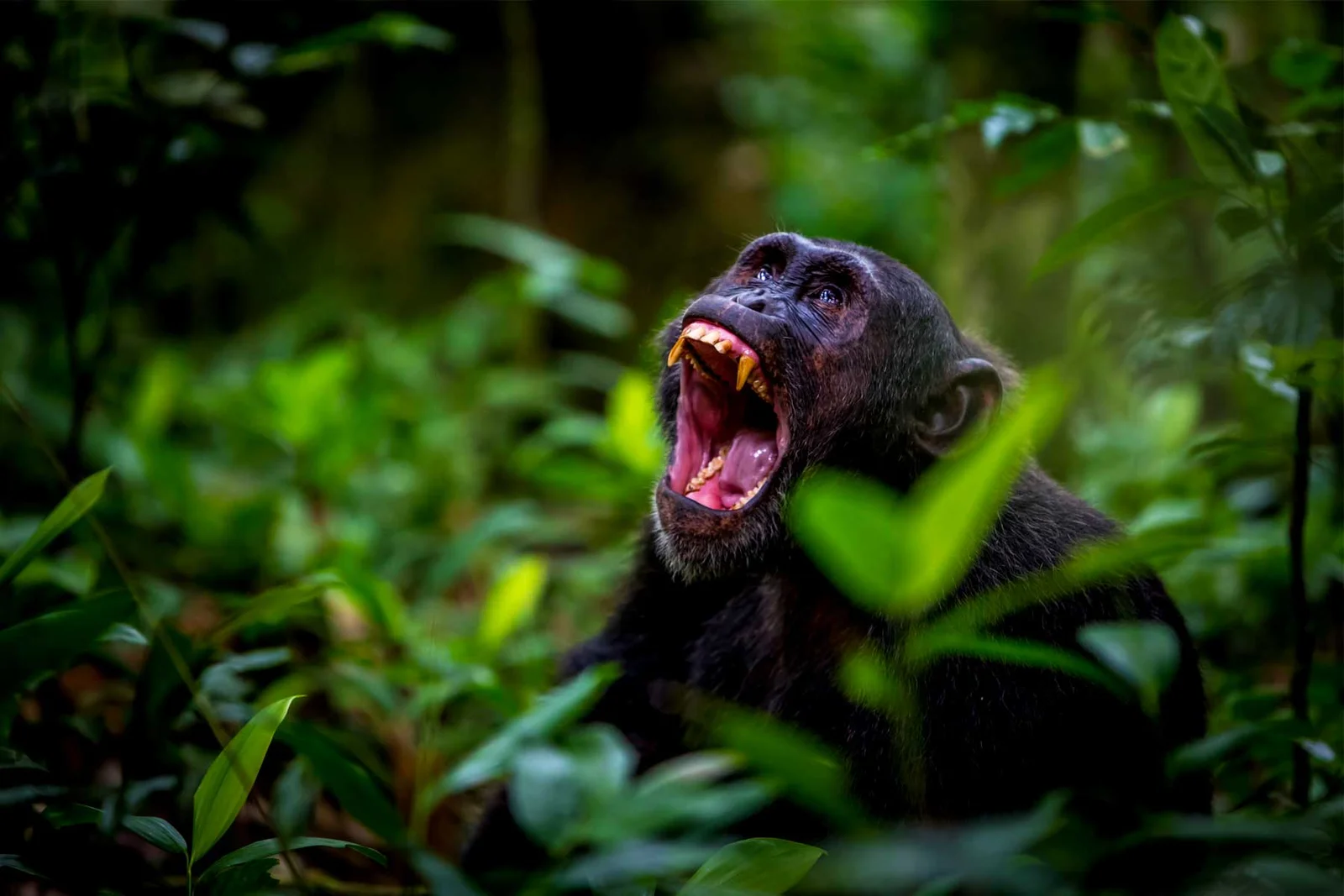 Chimpanzee Trekking Experience in Rwanda