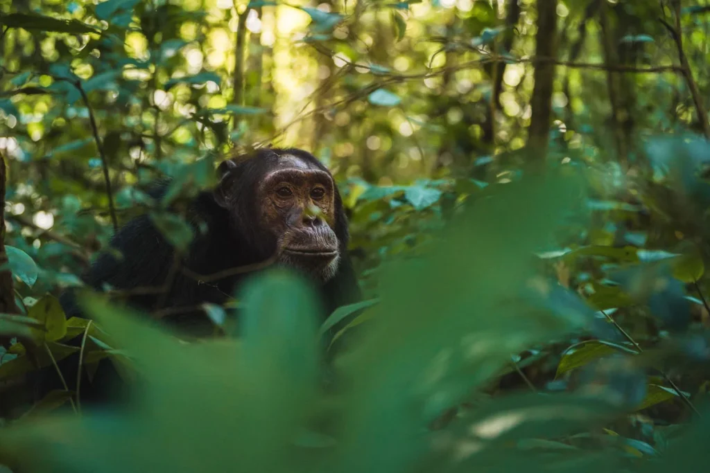 Chimpanzee-Trekking-in-Nyungwe-Forest-With-Nextgen-Safaris