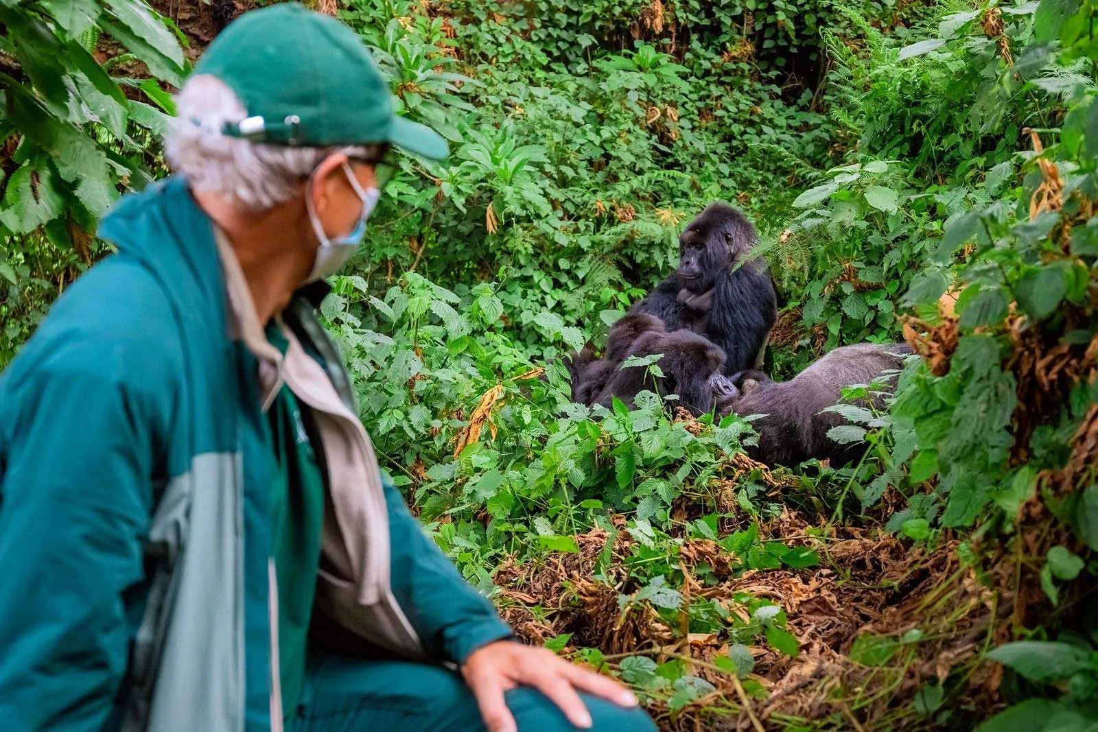 Gorilla Habituation Safari Packages with Nextgen Safaris