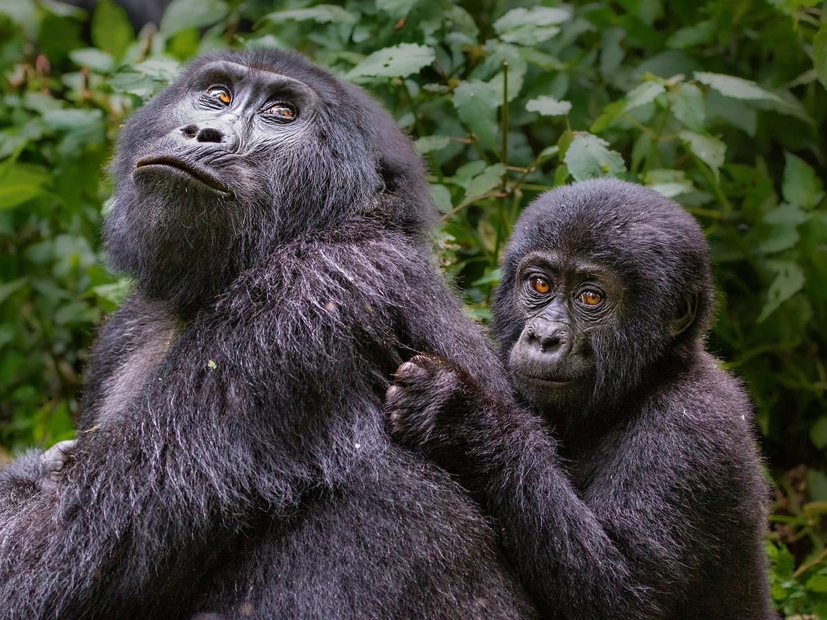 Gorillas Trekking Love in Bwindi Impenetrable National Park