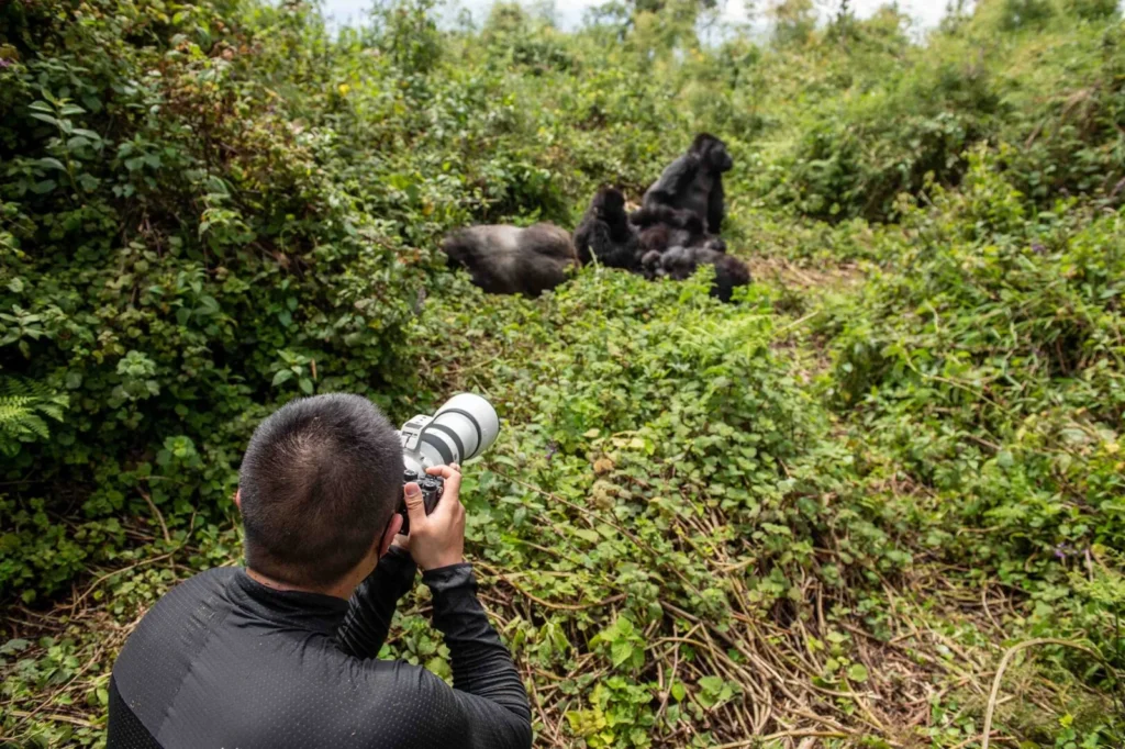 Mountain Gorilla Trekking in Volcanoes National Park Lake Kivu Boat Cruise Scenic Rwanda Countryside Drive Kigali City Experience Luxury Lakeside Relaxation