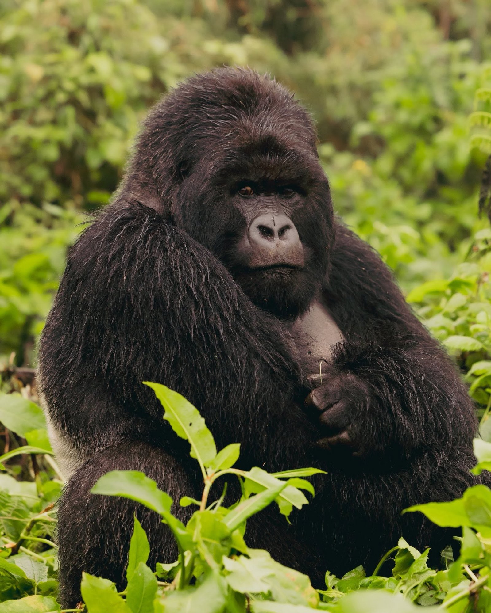 Difference Between Rwanda and Uganda Gorilla Trekking Scenery and Atmosphere