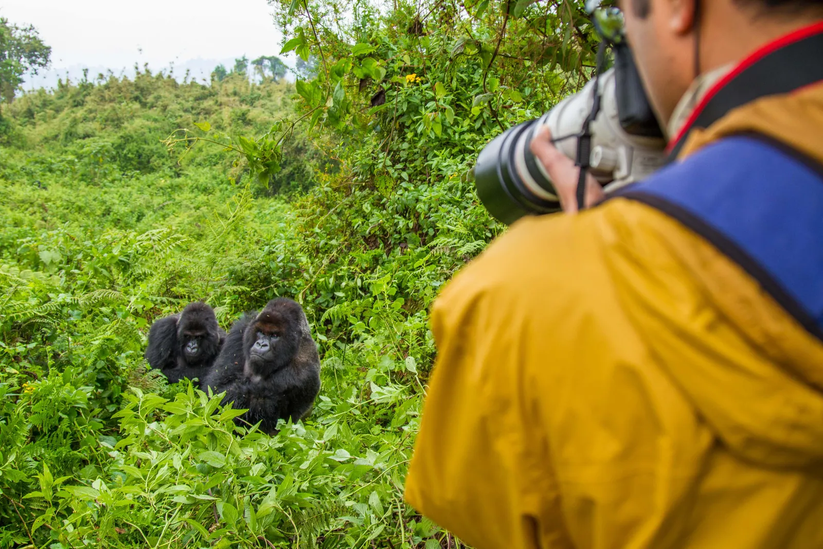 Uganda Gorilla Habituation for Photographers