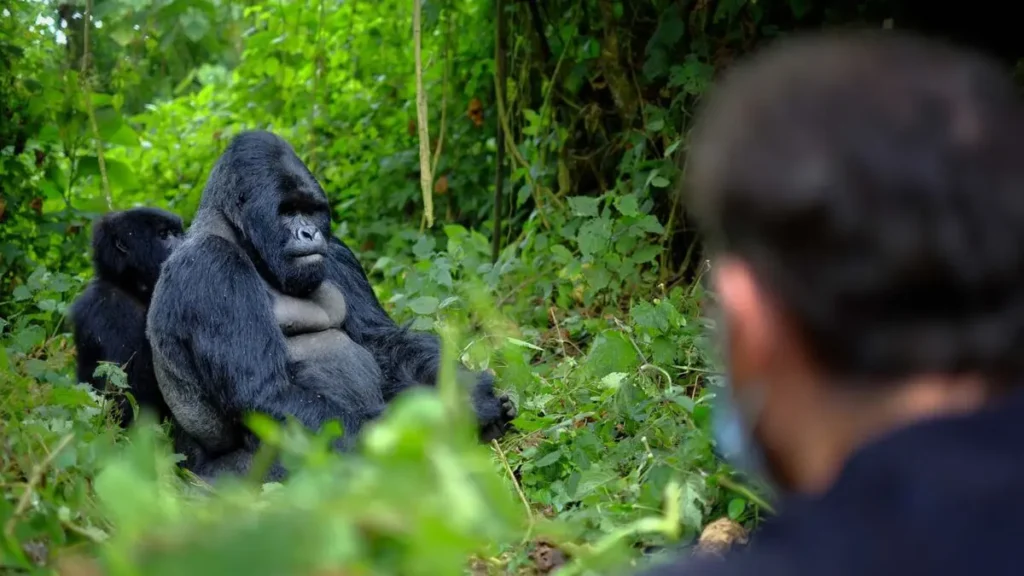4 Days Luxury Gorilla and Golden Monkeys Rwanda