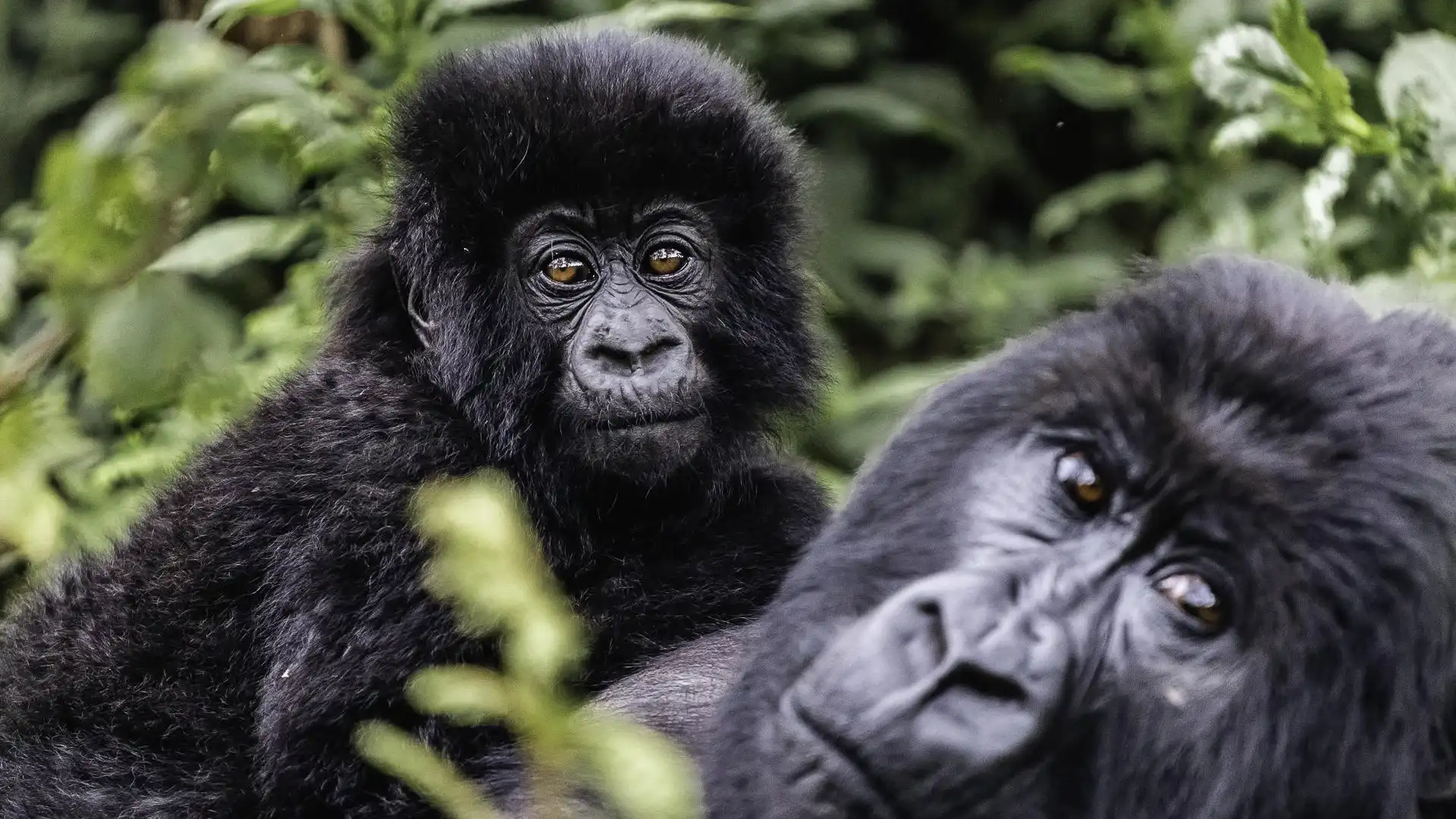 Visit Rwanda Safaris with Nextgen Safaris