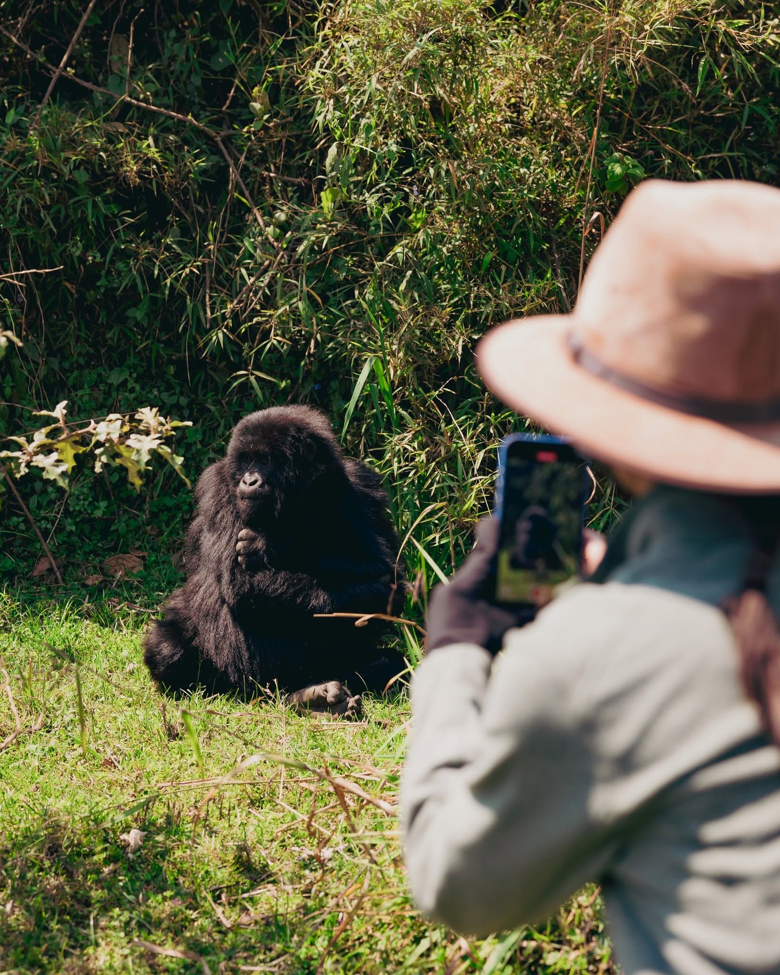 Gorilla Photography in Rwanda