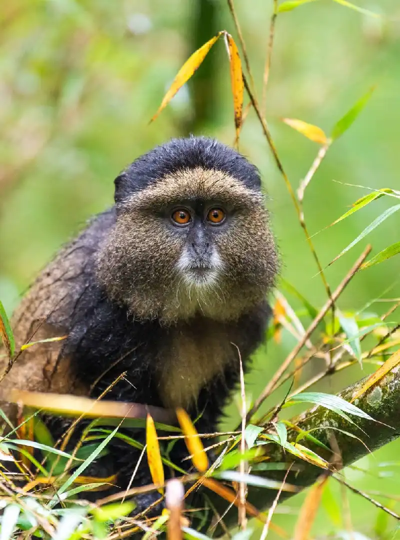 Golden monkey experience in Rwanda