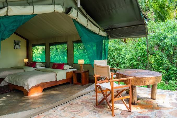 Difference Between Rwanda and Uganda Gorilla Trekking for Budget and Midrange Travellers