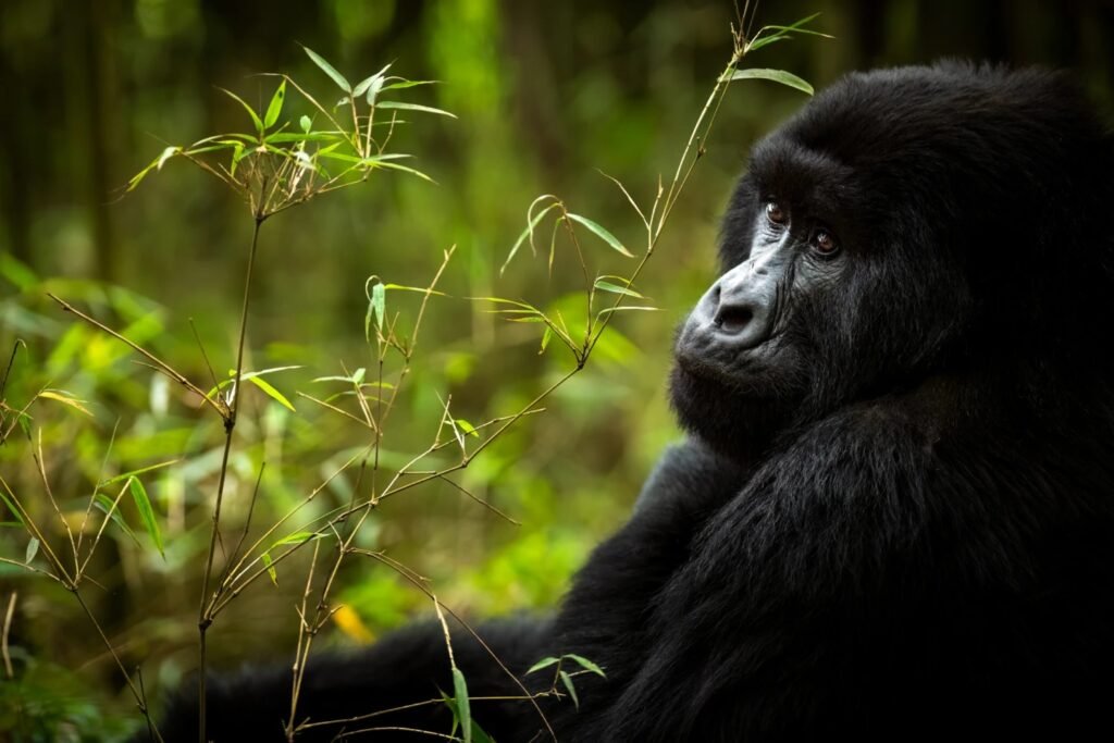 1-Day Gorilla Trekking Itinerary in Rwanda