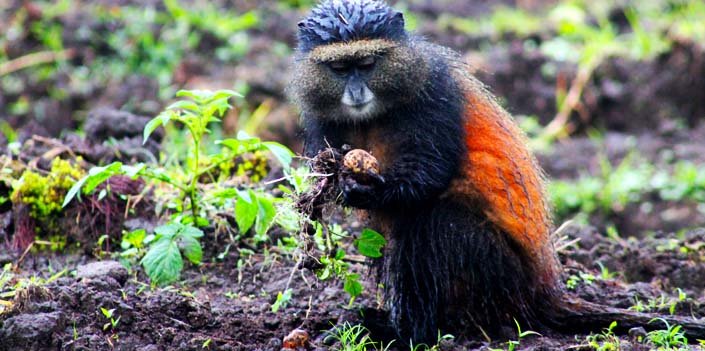 2 Days Golden Monkey Tracking Tour in Rwanda