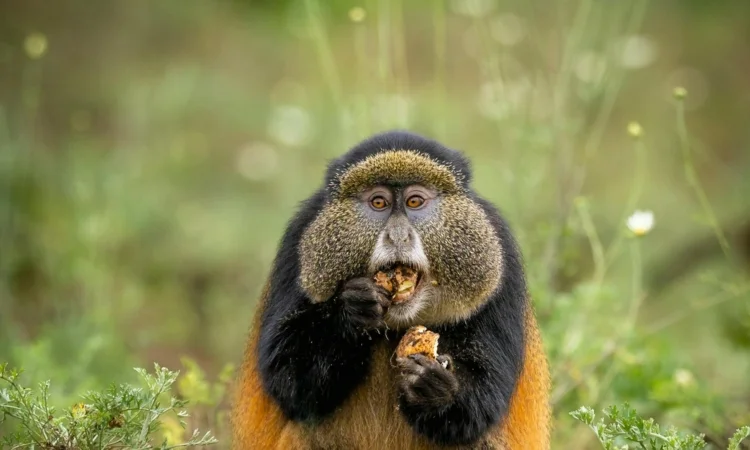 3 Day Rwanda Tour Mountain Gorilla Trekking and Golden Monkey Tracking in Volcanoes National Park