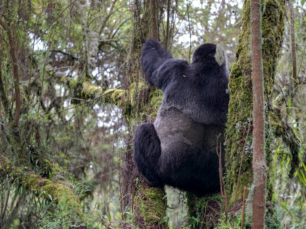 2 Days Luxury Gorilla Trekking Safari in Rwanda