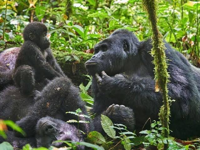 Rwanda landscapes combining savannah volcanoes and rainforest ecosystems