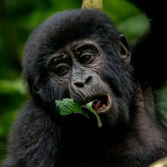 Luxury honeymoon gorilla and chimpanzee safari experience in Rwanda