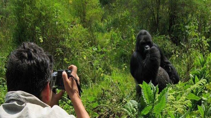 A luxury Rwanda safari experience for photographers