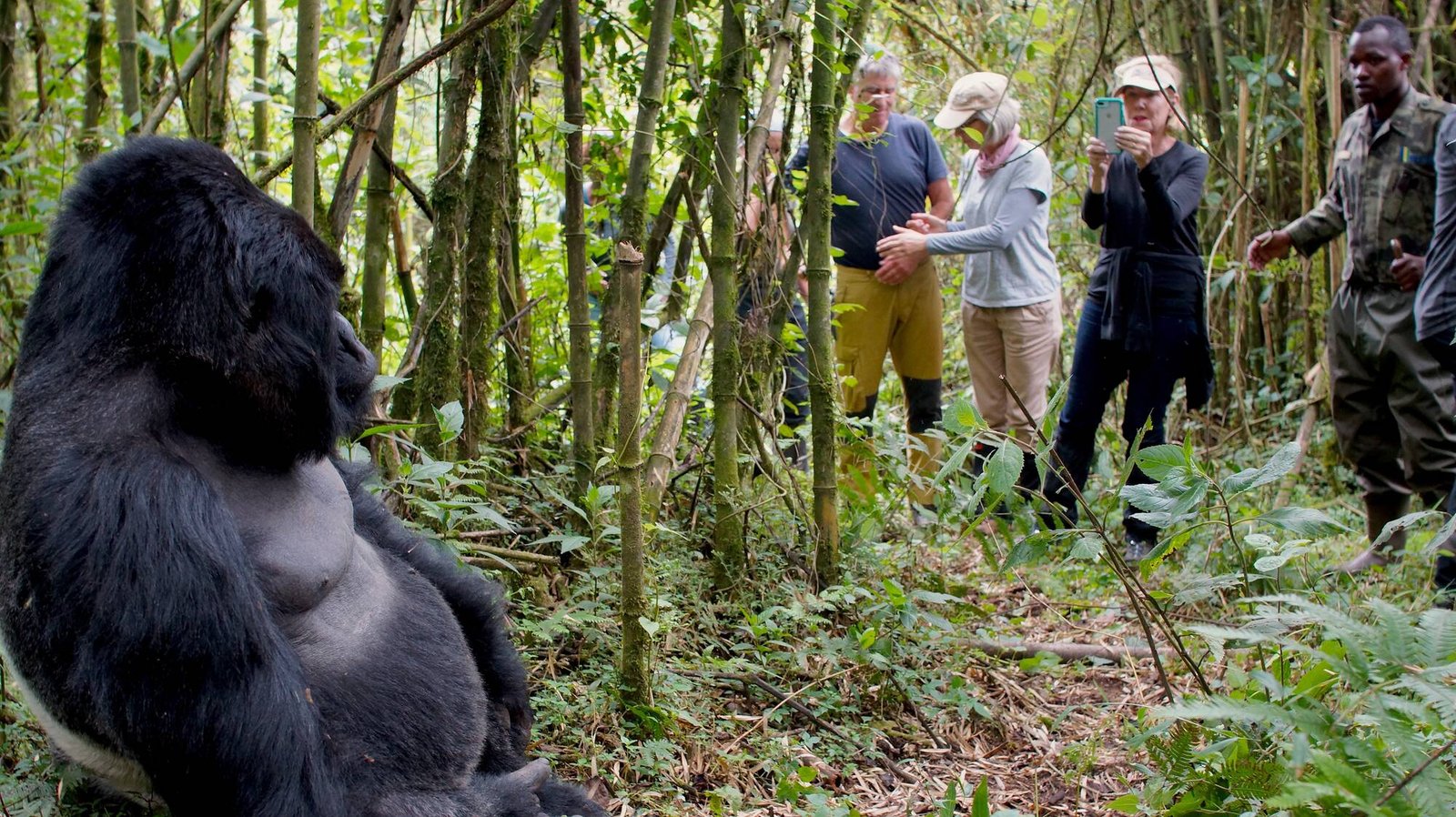 Accessibility and Gorilla Trekking Experience Rwanda