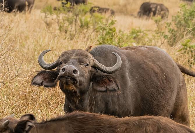 What Are the Big Five Animals in Rwanda? African Buffalo