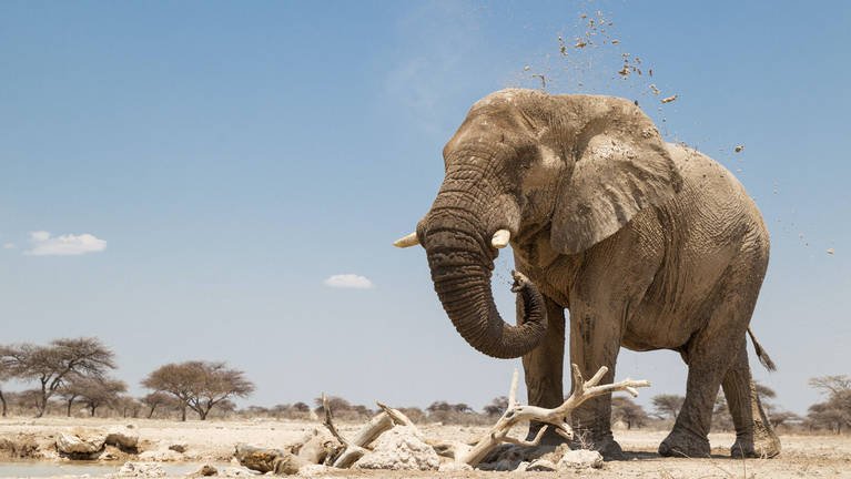 What Are the Big Five Animals in Rwanda? African elephants
