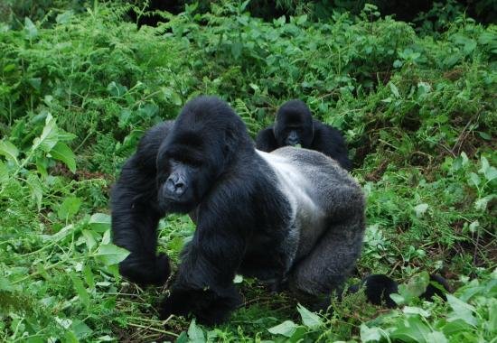 Agashya Gorilla Family in Rwanda