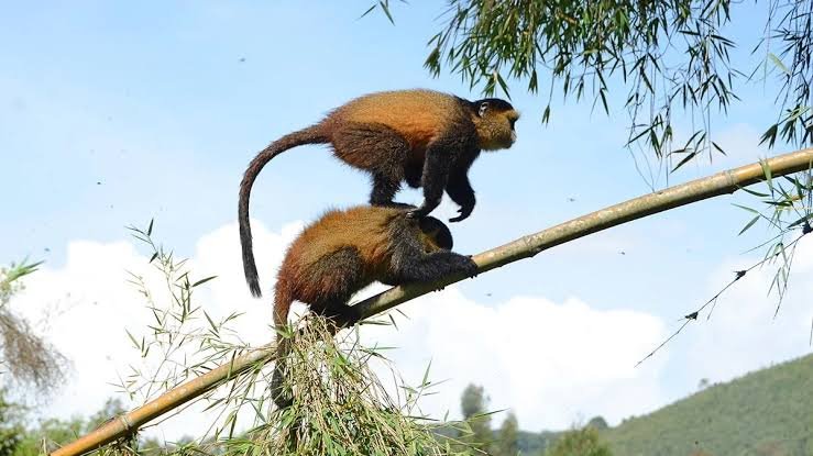 Age limits for golden monkey trekking, Dian Fossey hikes and volcano hiking in Rwanda
