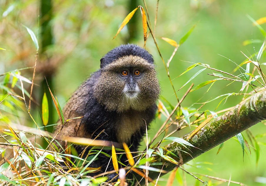 Age limits for golden monkeys, Dian Fossey hikes and volcano hiking in Rwanda