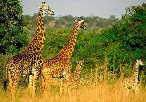 Akagera National Park Rwanda
