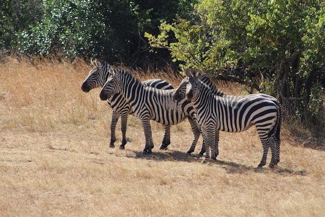Akagera National Park Rwanda