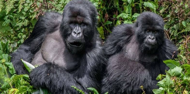 What Are the Best Gorilla Families to Visit in Rwanda? Amahoro Gorilla Family