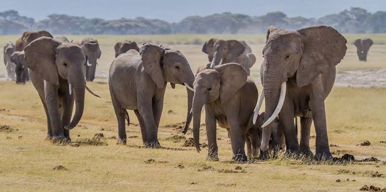 Can You Combine Rwanda With Kenya Safari Amboseli elephant safari