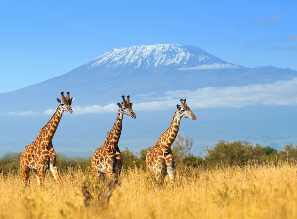 Amboseli National Park and Mount Kilimanjaro
