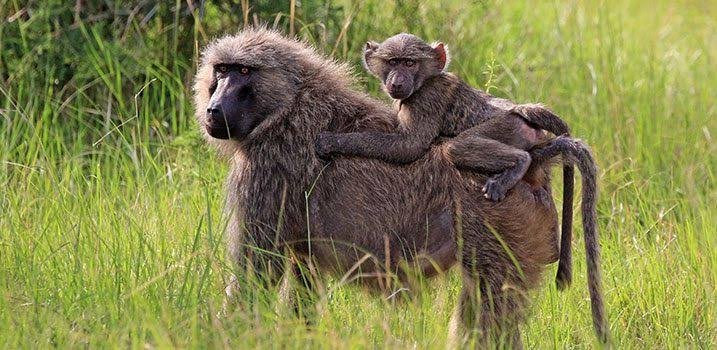 What Animals Can You See on Safari in Rwanda? Baboons