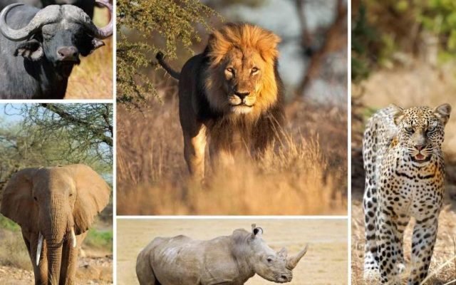 Big Five Safari Rwanda