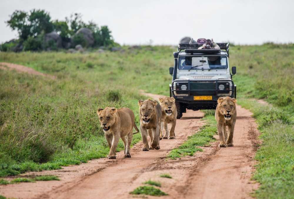 Big Five Safari Rwanda for Families