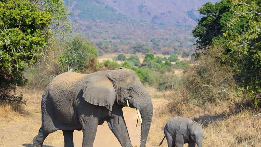 Big Five Safari Rwanda Wildlife Experience