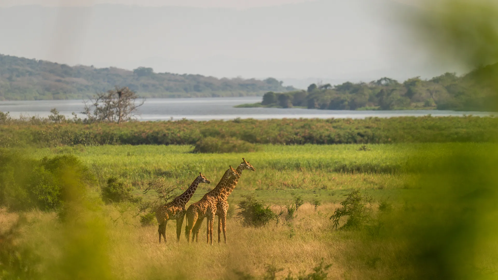 Big Five wildlife safari experience at Magashi Peninsula in Akagera National Park