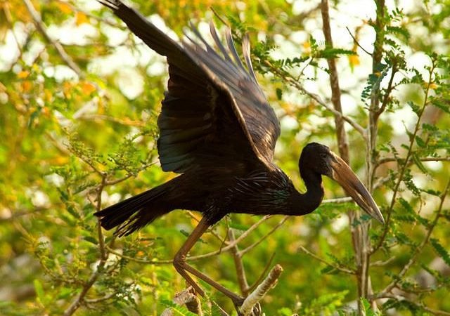 Bird Watching Safari in Rwanda