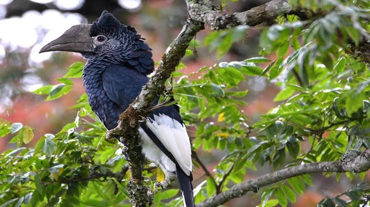 What Is Nyungwe Forest Famous For bird watching in Rwanda