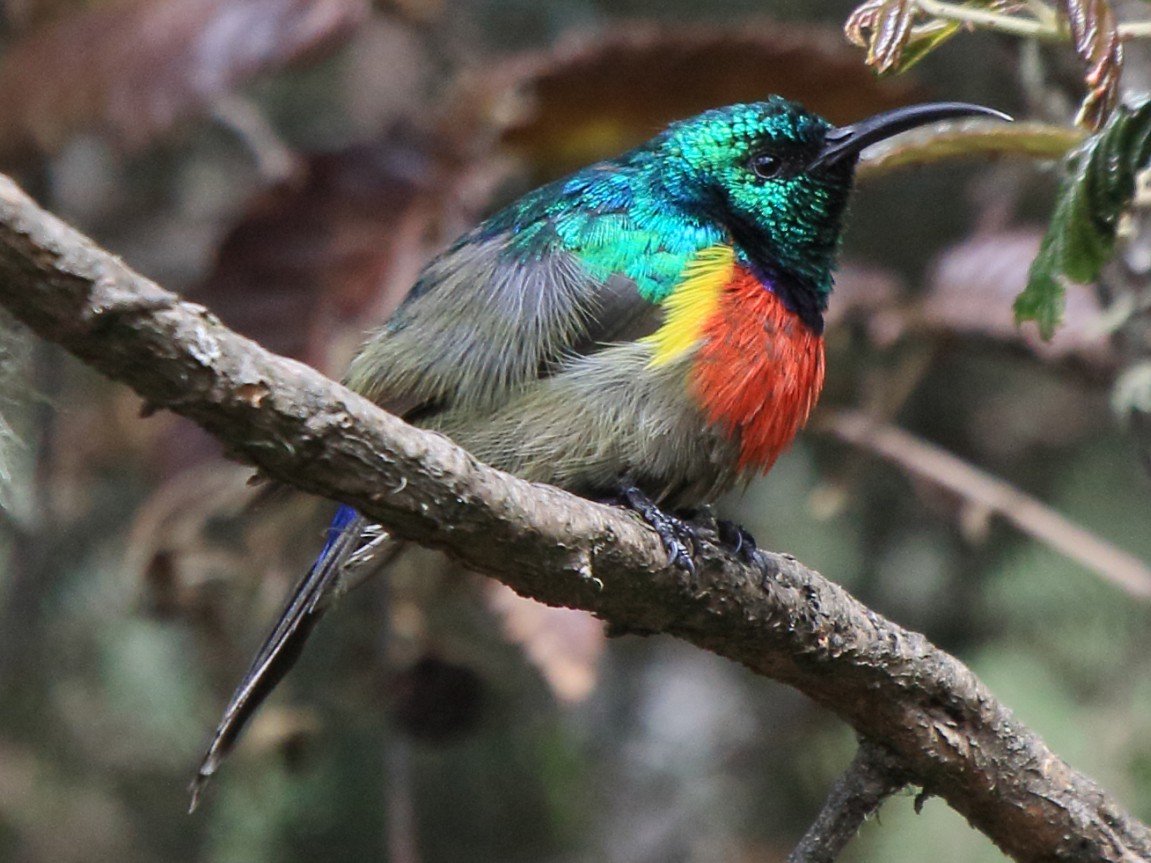 Birdwatching around Amakoro Songa Lodge in Rwanda