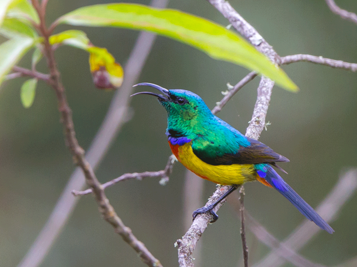 Birdwatching Around Amakoro Songa Lodge