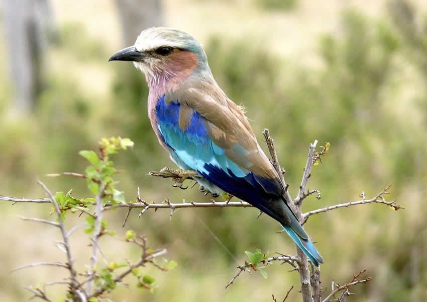 Birdwatching during a Bisate Reserve safari in Rwanda