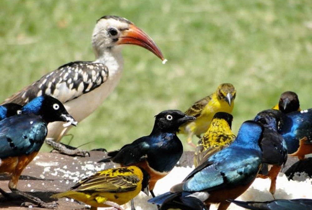 Birdwatching During a Bisate Reserve Safari