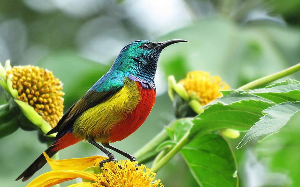 Birdwatching in Nyungwe National Park Rwanda