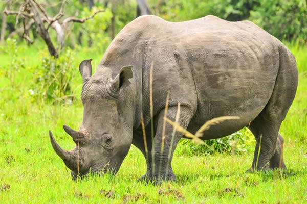 What Are the Big Five Animals in Rwanda? Black rhinoceros