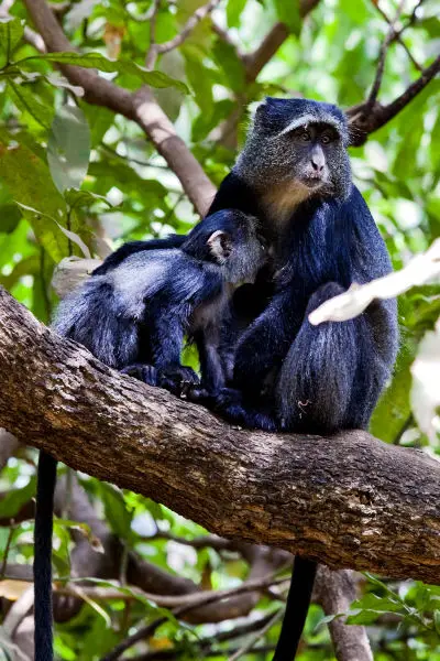 What Are the Best National Parks in Rwanda? Blue monkeys, illustrative wildlife photograph